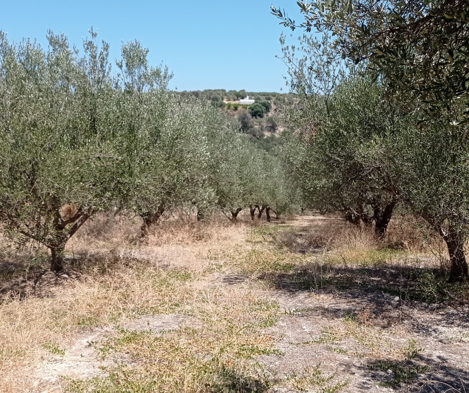 Uitstekend perceel te koop in de stad Rethymno.