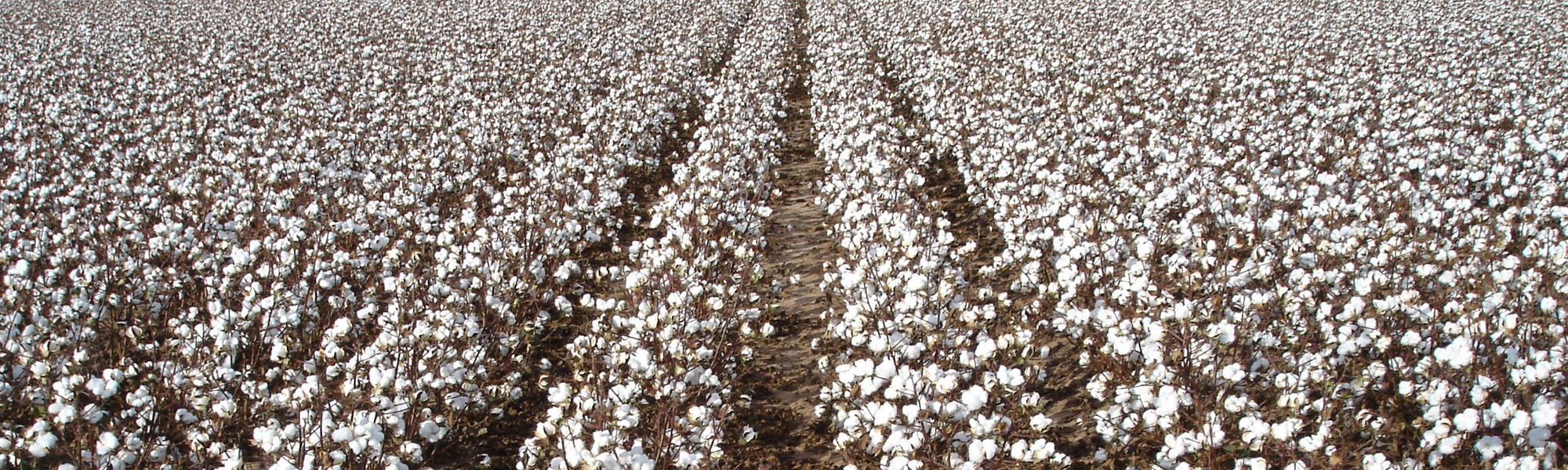 Evading Farm Support Reduction Via Efficient Input Use: The Case of Greek Cotton Growers