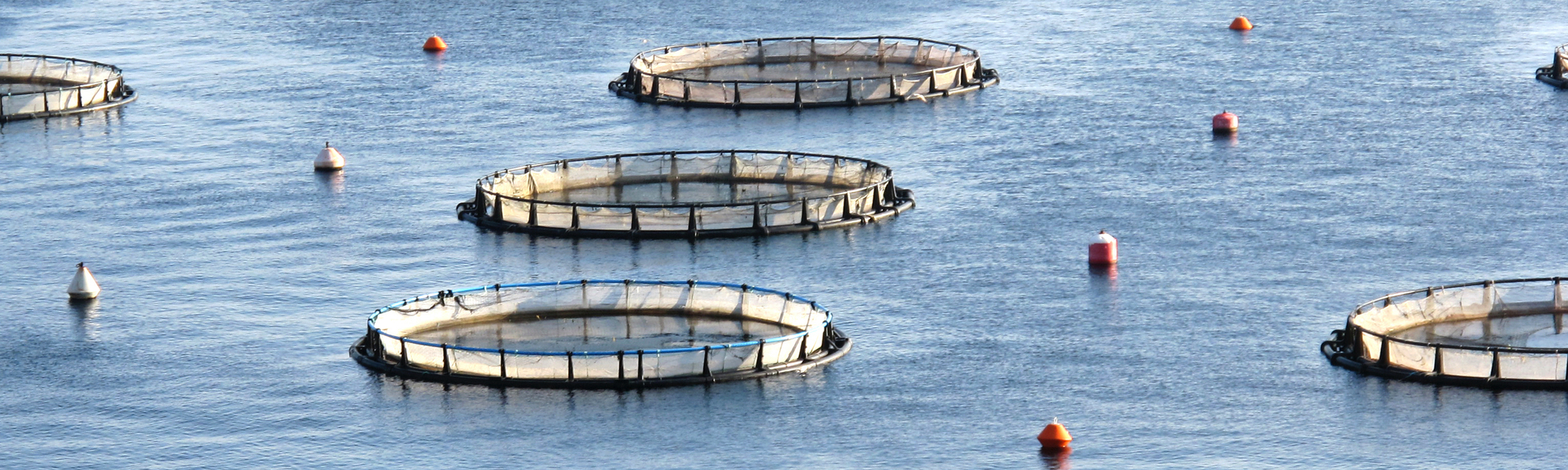 Measuring Productive Efficiency of Seabass and Seabream Farms in Greece